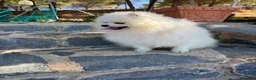 Pomerania perros en venta: Pomerania lulu de Pomerania Macho - Anuncio 3