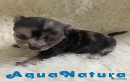 Pomchi perros en venta: Pomchi Hembra 1 de Aspi y Manchitas AQUANATURA - Imagen 7