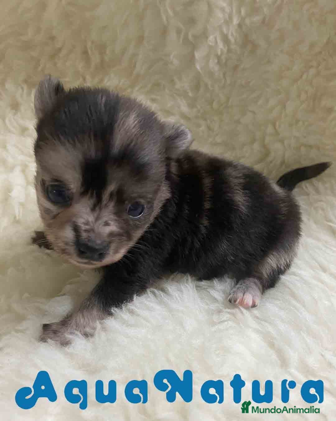 Pomchi perros en venta: Pomchi Hembra 1 de Aspi y Manchitas AQUANATURA - Imagen 7