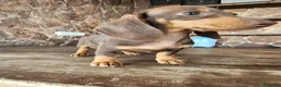 Teckel perros en venta: Camada teckel chocolate - Anuncio 12