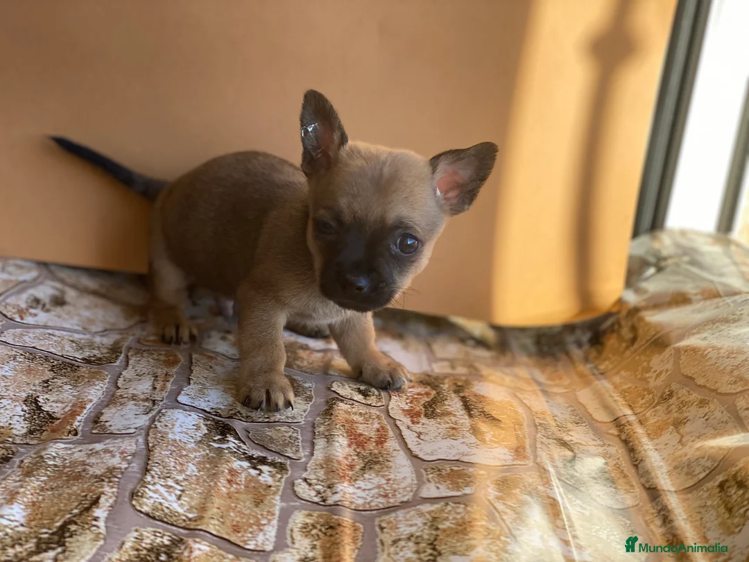 Chihuahua perros en venta: Chihuahuas línea mini !  en Ciudad Real - Anuncio 4