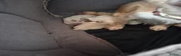 Chihuahua perros en venta: Preciosa camada de chihuahuas🐾💙💖 - Anuncio 3