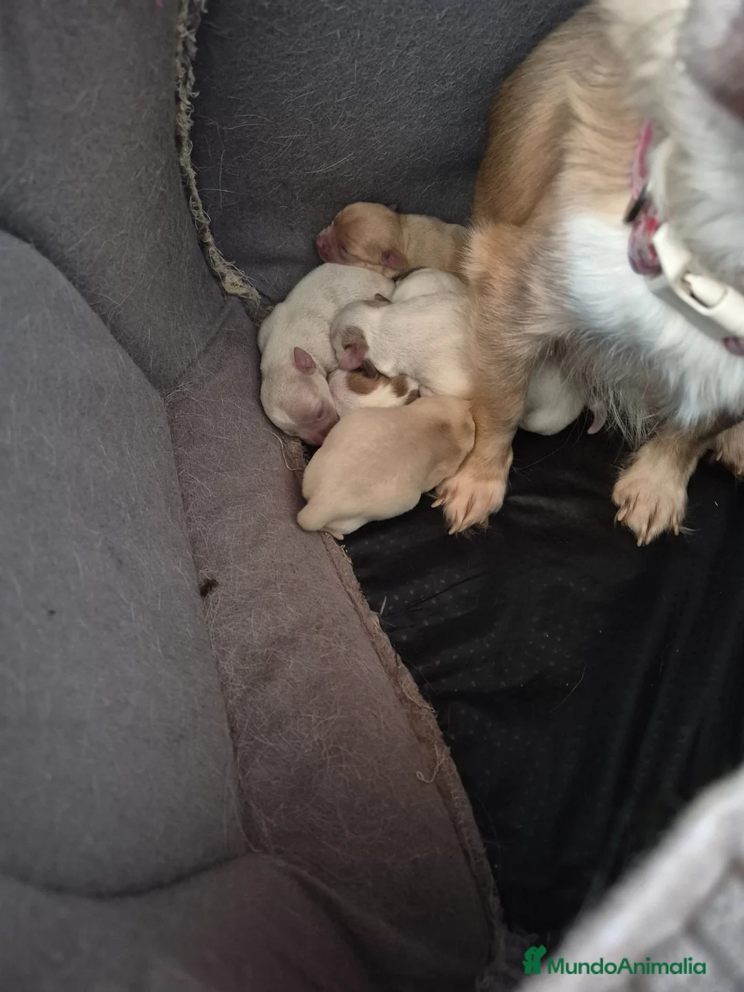 Chihuahua perros en venta: Preciosa camada de chihuahuas🐾💙💖 - Anuncio 3