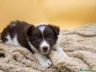 Border Collie perros - Anuncio 39