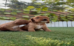 Cocker Spaniel Inglés perros en venta: COCKER SPANIEL INGLES MACHO  - Imagen 6