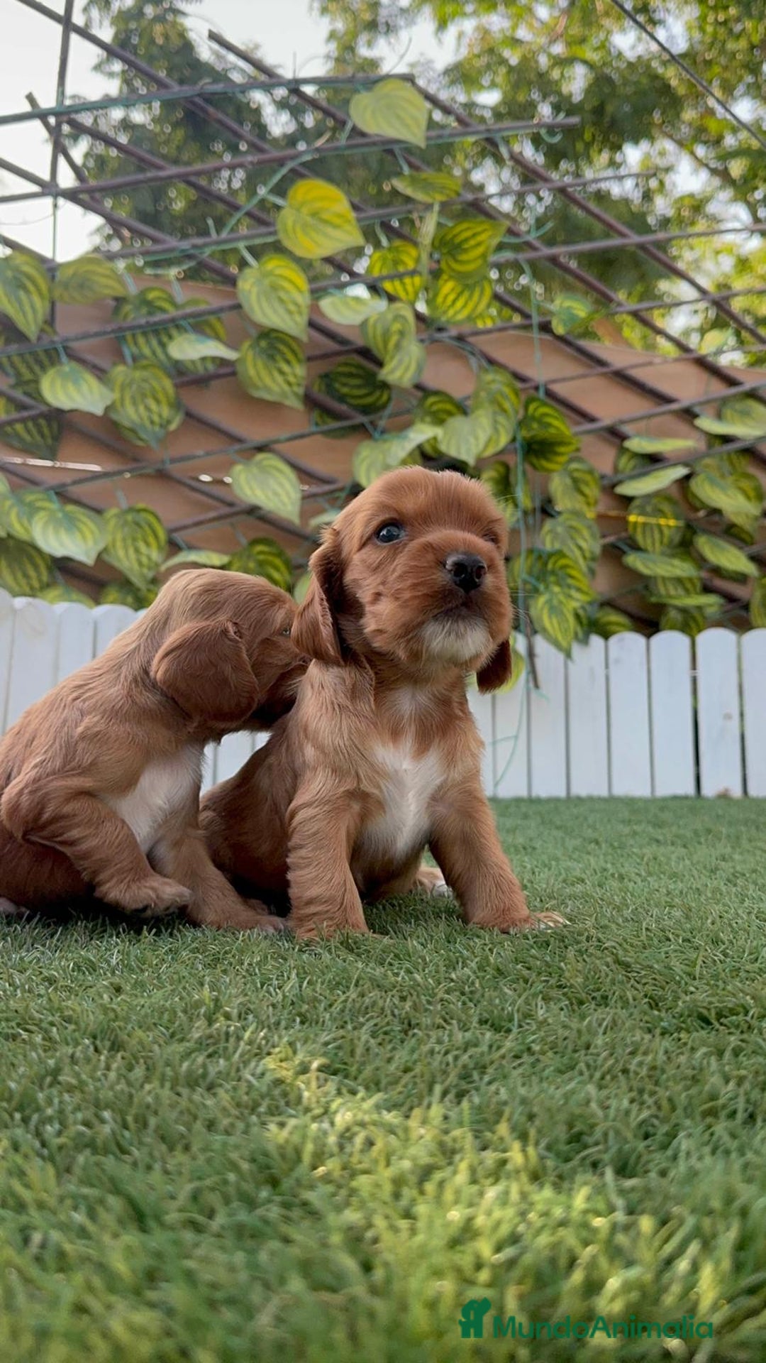 Cocker Spaniel Inglés perros en venta: COCKER SPANIEL INGLES MACHO  - Imagen 6