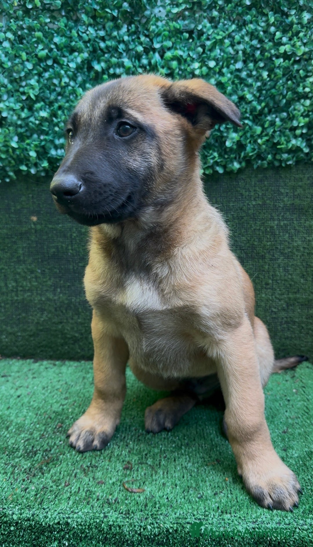 Pastor Belga Malinois perros en venta: Pastor Belga Malinois - Anuncio 23