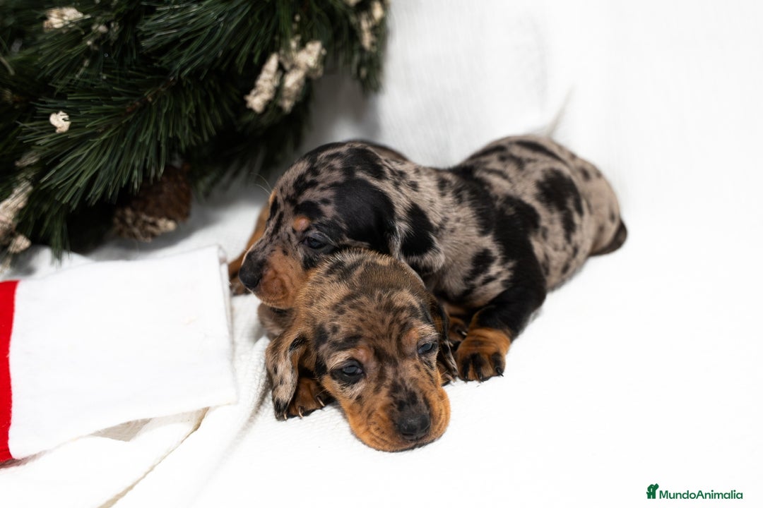 Teckel Miniatura perros en venta: Camada de Teckel miniatura disponible!  - Anuncio 4