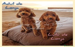 Caniche Toy perros en venta: Cachorros caniches toy - Imagen 6