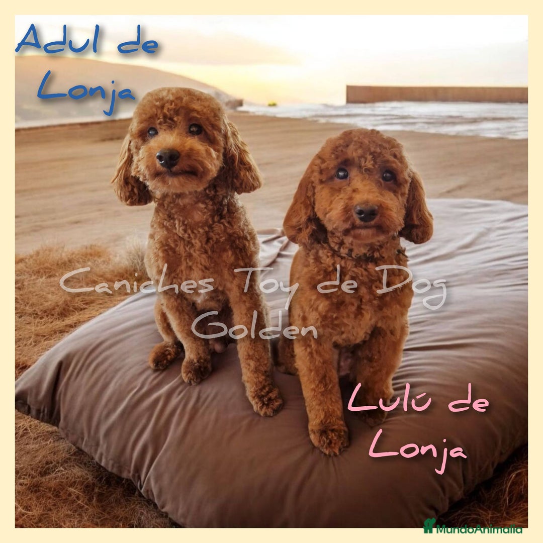 Caniche Toy perros en venta: Cachorros caniches toy - Imagen 6