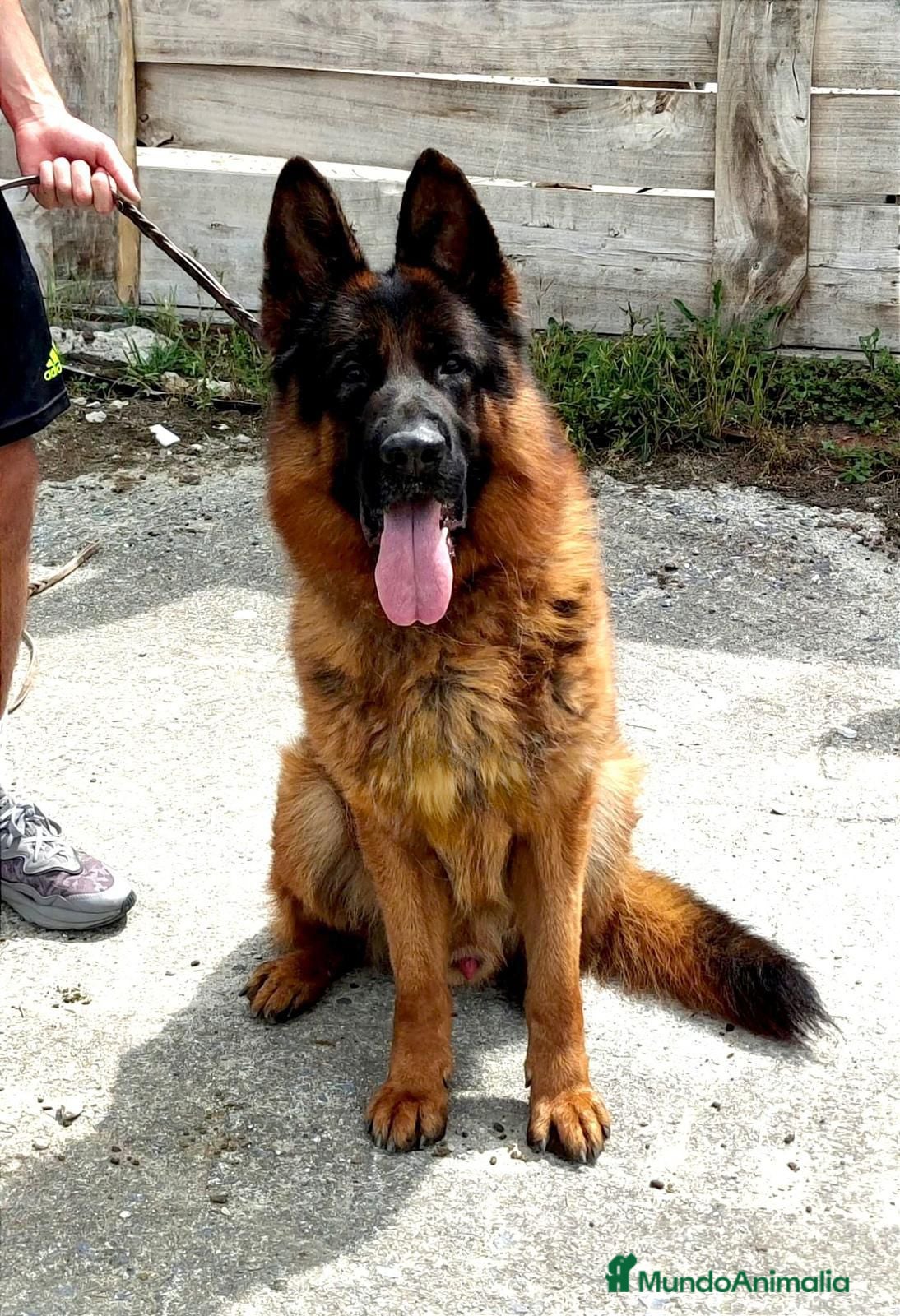 Pastor Alemán perros PASTORES ALEMANES - Anuncio 1