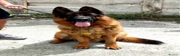 Pastor Alemán perros en venta: PASTORES ALEMANES - Anuncio 1
