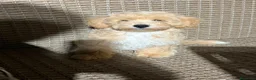 Maltipoo perros en venta: Último Maltipo macho🐻⭐️ - Anuncio 3