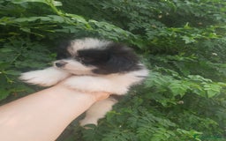 Bichón Maltés perros en venta: Maltipom machos  - Imagen 7