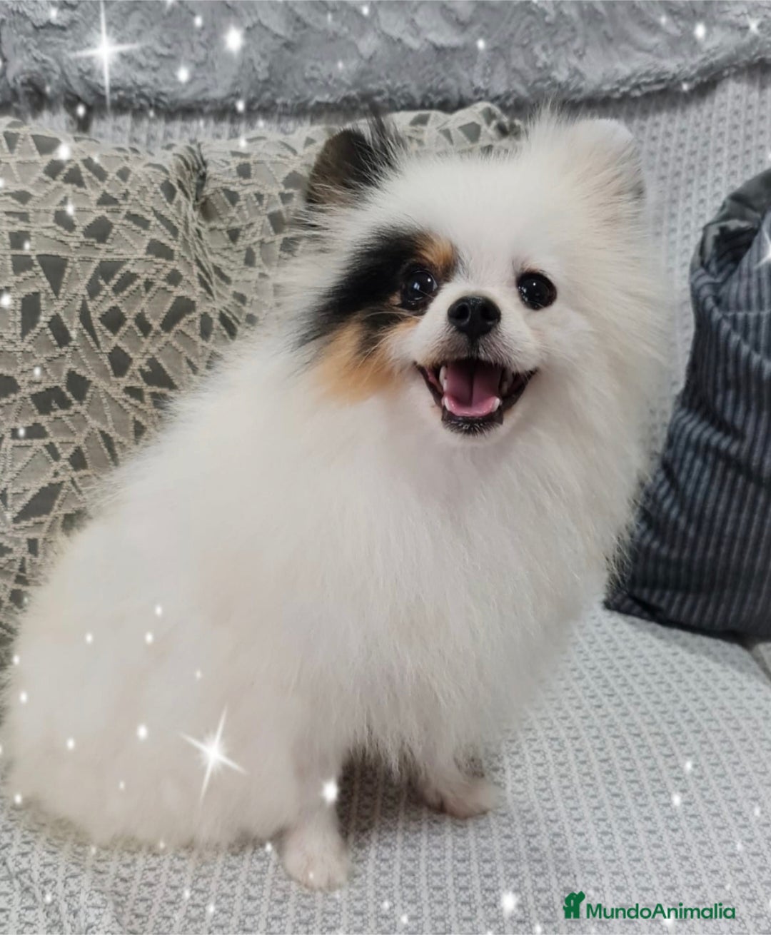 Raza Mixta perros en venta: Preciosa camada Maltipoo - Anuncio 4