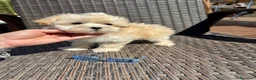 Maltipoo perros en venta: Maltipoo Toy fotos actuales!!! - Anuncio 5