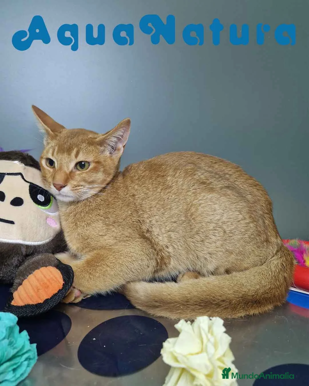 Abisinio gatos en venta: Abisinio Macho de Santa 1931 AQUANATURA - Anuncio 6