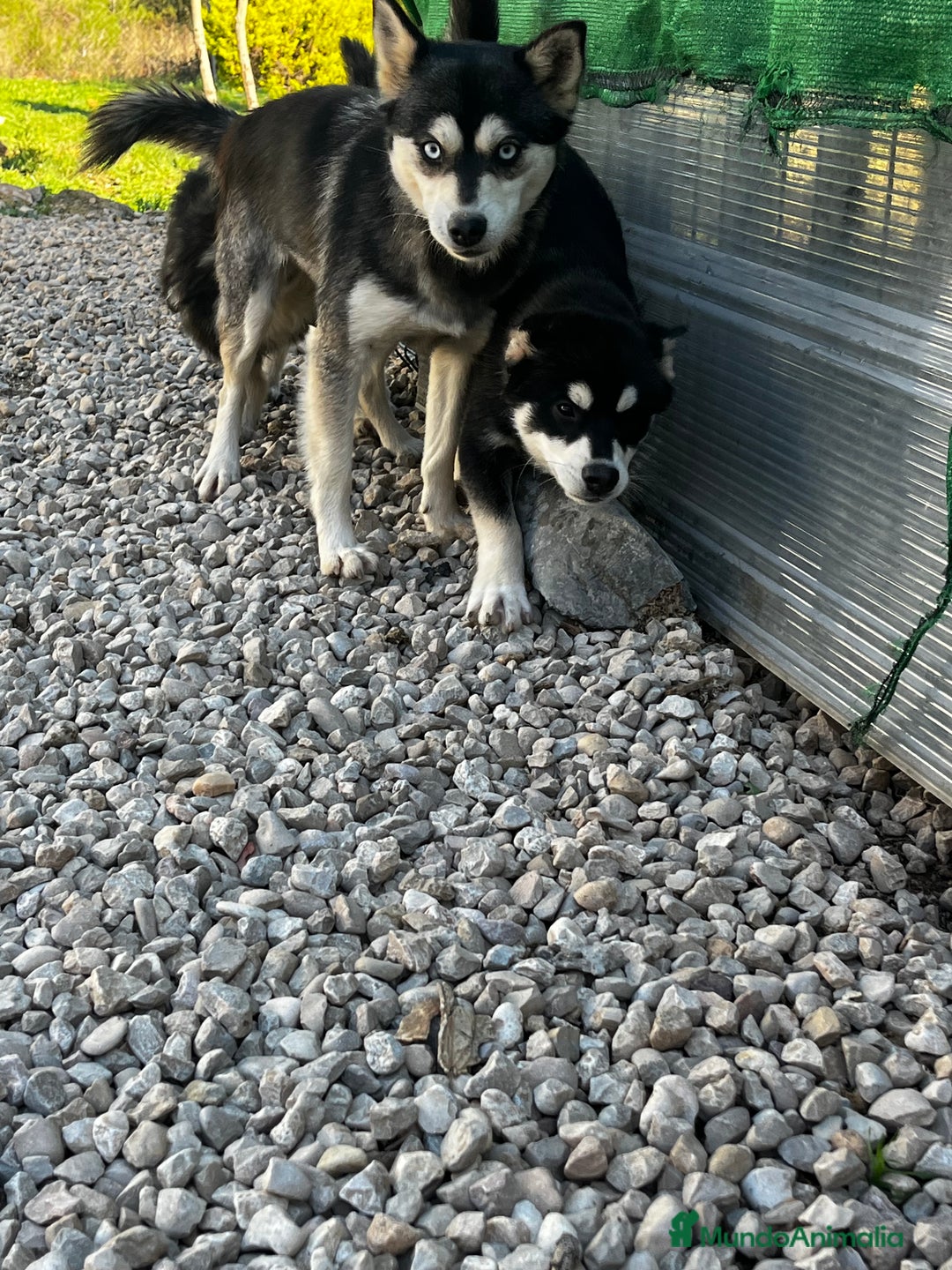Pomsky perros en venta: Pomsky multigeneracional mini - Anuncio 1
