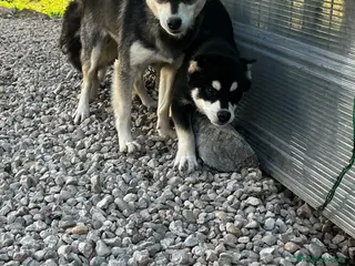 Pomsky perros Pomsky multigeneracional mini - Anuncio 14
