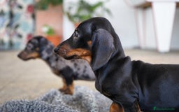 Teckel Miniatura perros en venta: 🐾 CONOCE A GINA UNA PEQUEÑA TECKEL MINIATURA 🖤 - Imagen 7