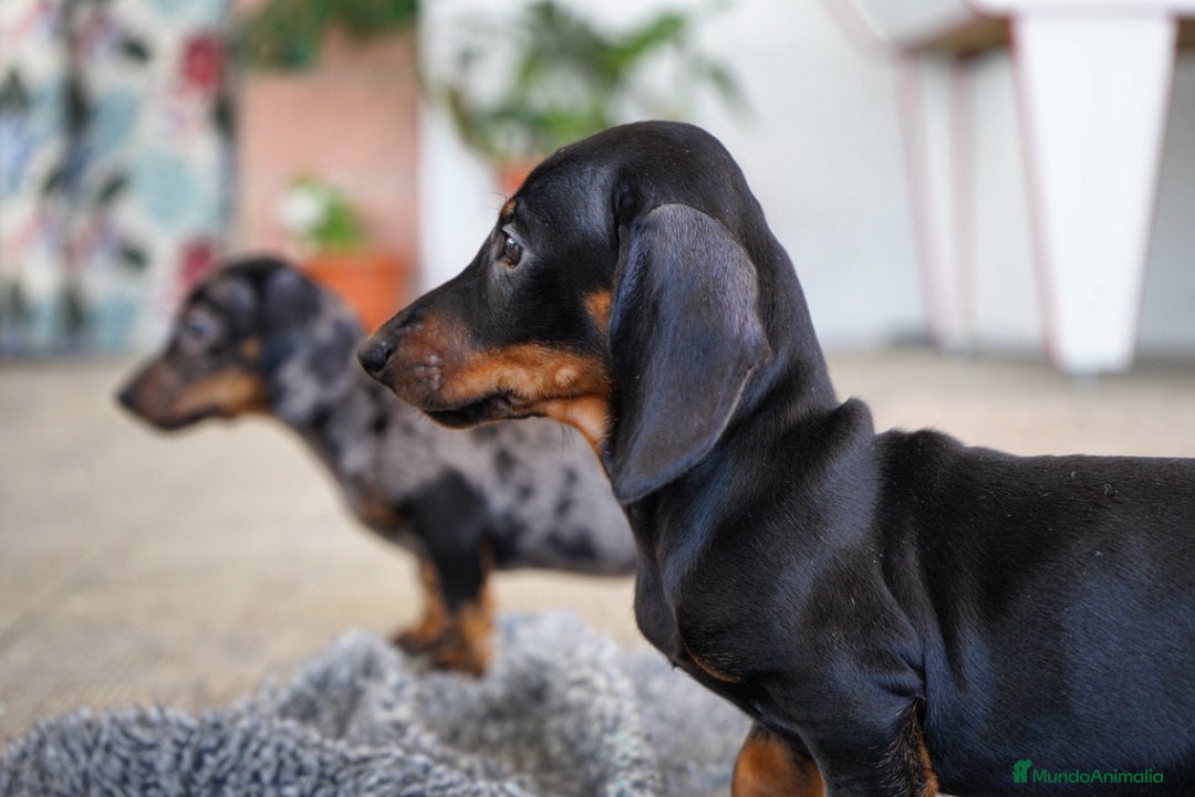 Teckel Miniatura perros en venta: 🐾 CONOCE A GINA UNA PEQUEÑA TECKEL MINIATURA 🖤 - Imagen 7