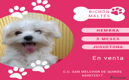 Bichón Maltés perros en venta: Camada de bichón maltés - Imagen 17