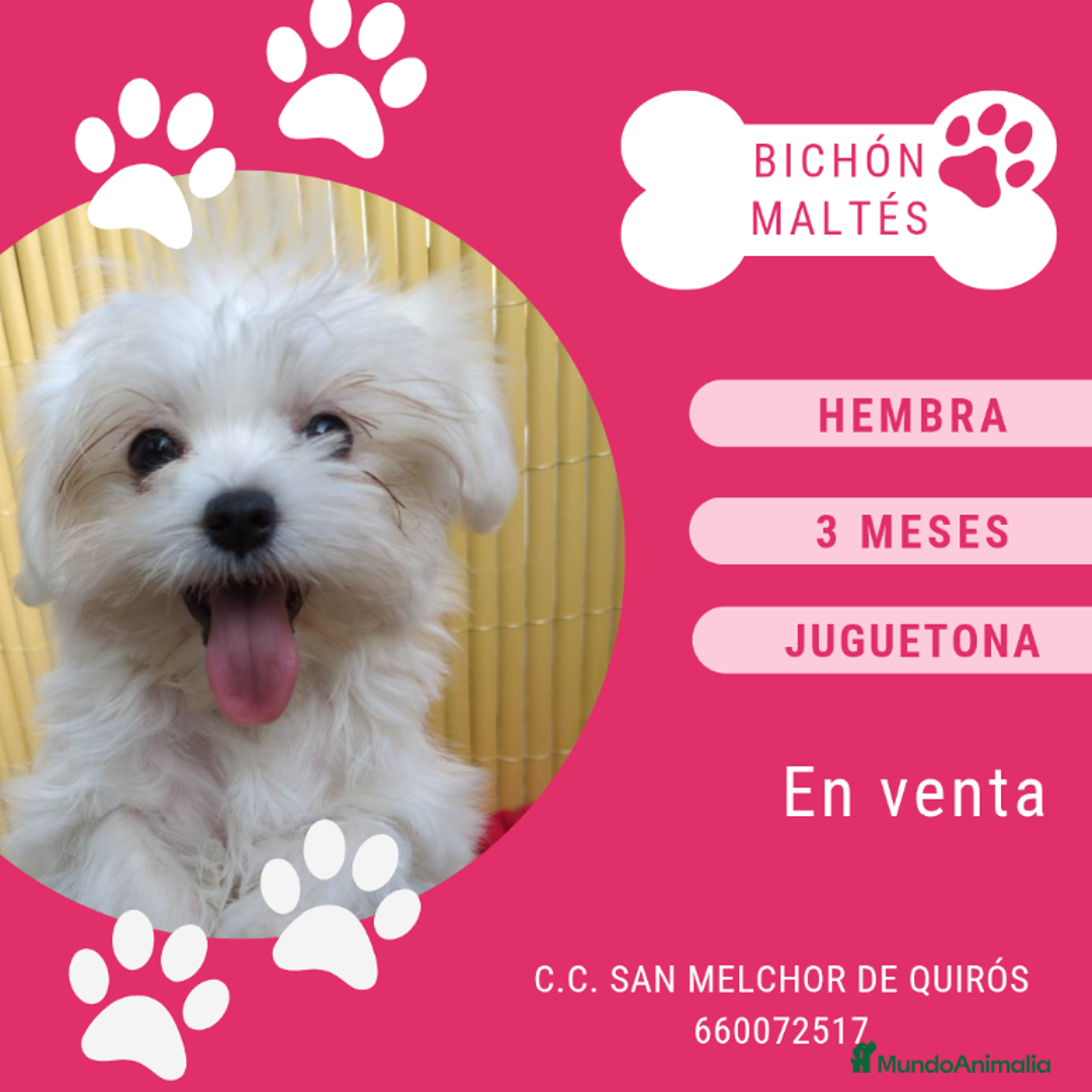Bichón Maltés perros en venta: Camada de bichón maltés - Imagen 17