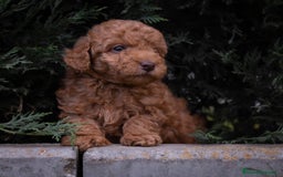 Caniche Toy perros en venta: Caniche Toy. Hembras rojas  - Imagen 2
