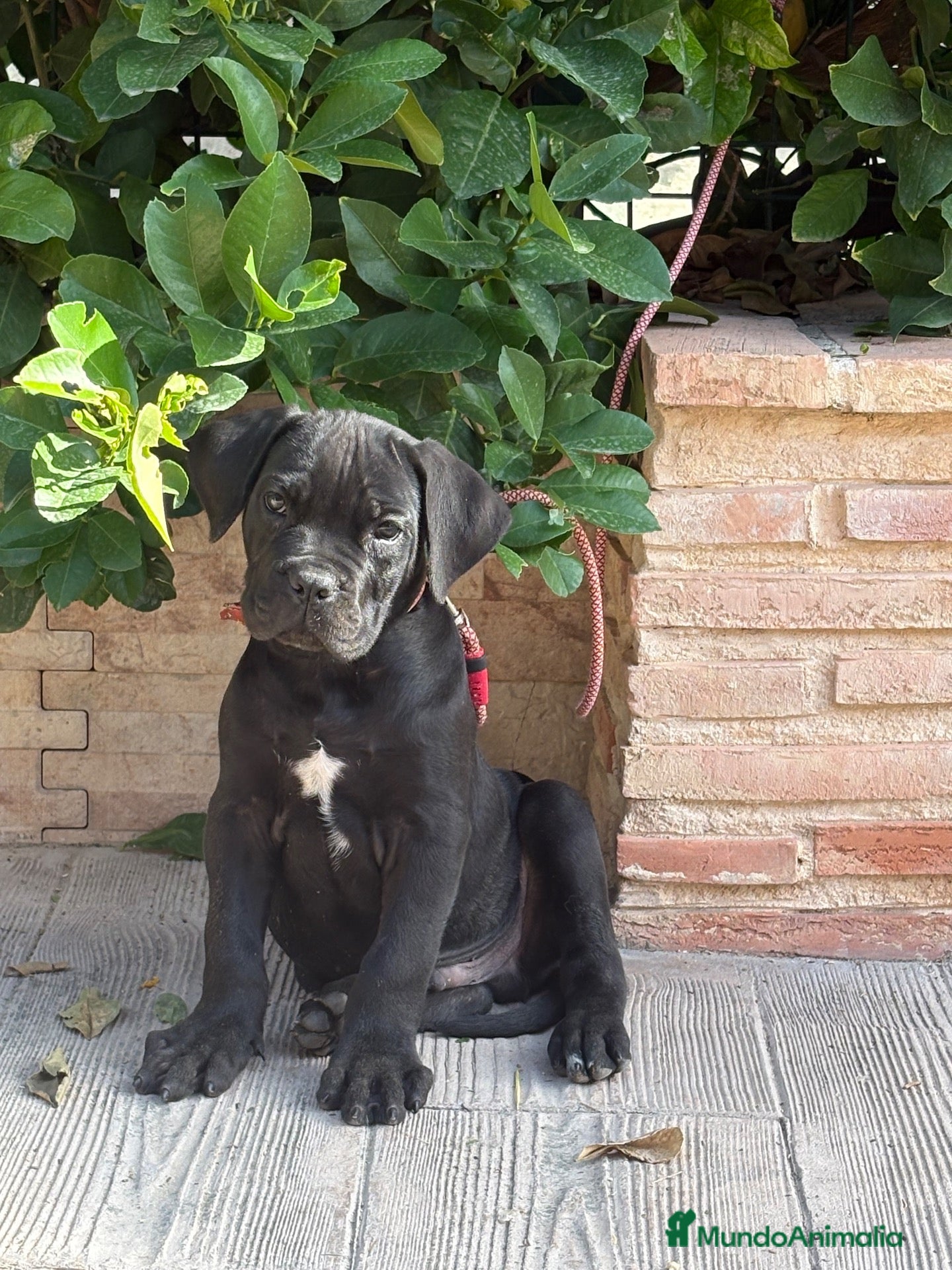 Cane Corso perros en venta: Cachorro cane corso - Anuncio 1