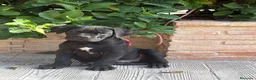 Cane Corso perros en venta: Cachorro cane corso - Anuncio 1