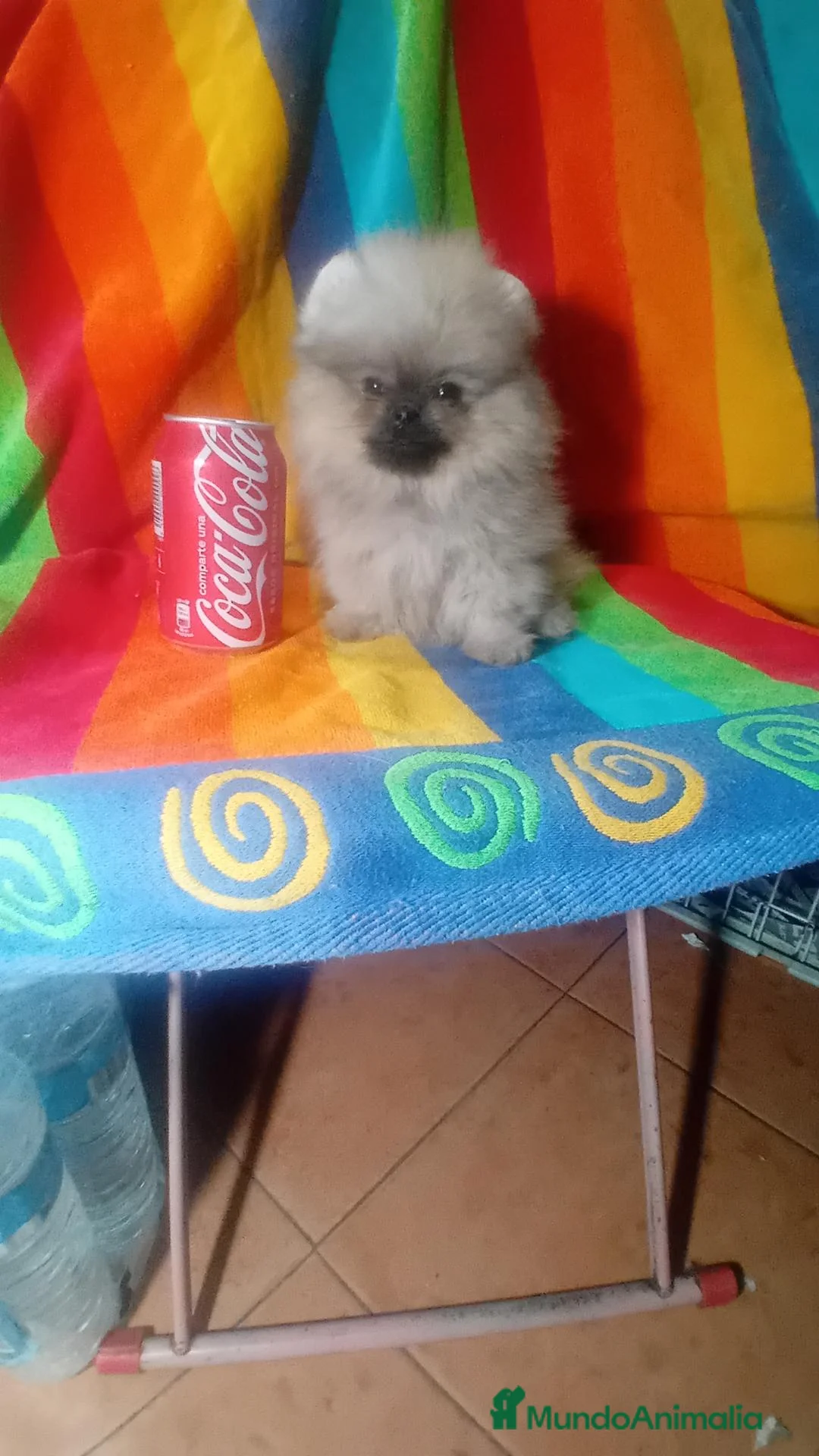 Pomerania perros en venta: ‼️POMERANIAS AMERICANOS - Anuncio 2