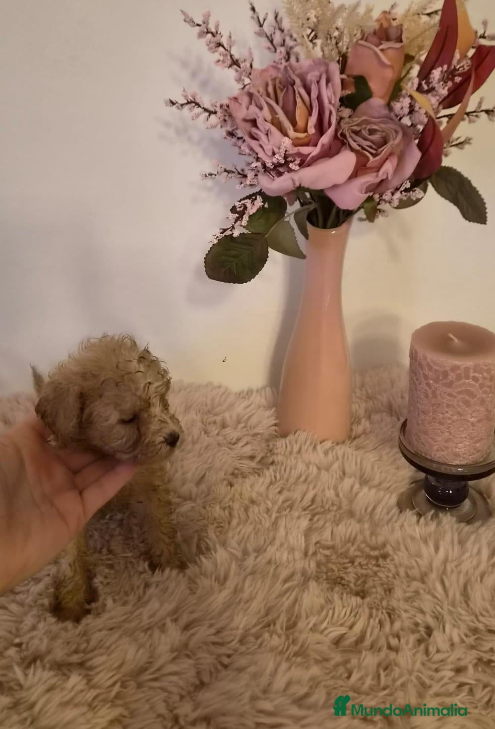 Maltipoo perros Maltipoo hembra  - Anuncio 1
