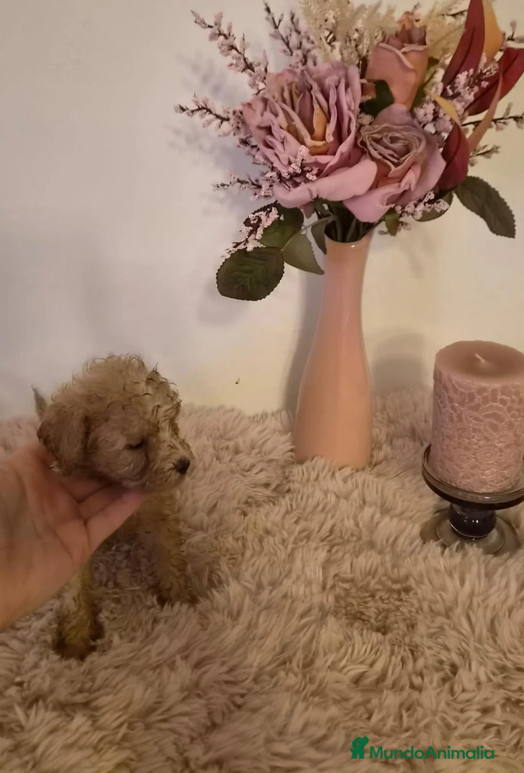 Maltipoo perros en venta: Maltipoo hembra  - Anuncio 1