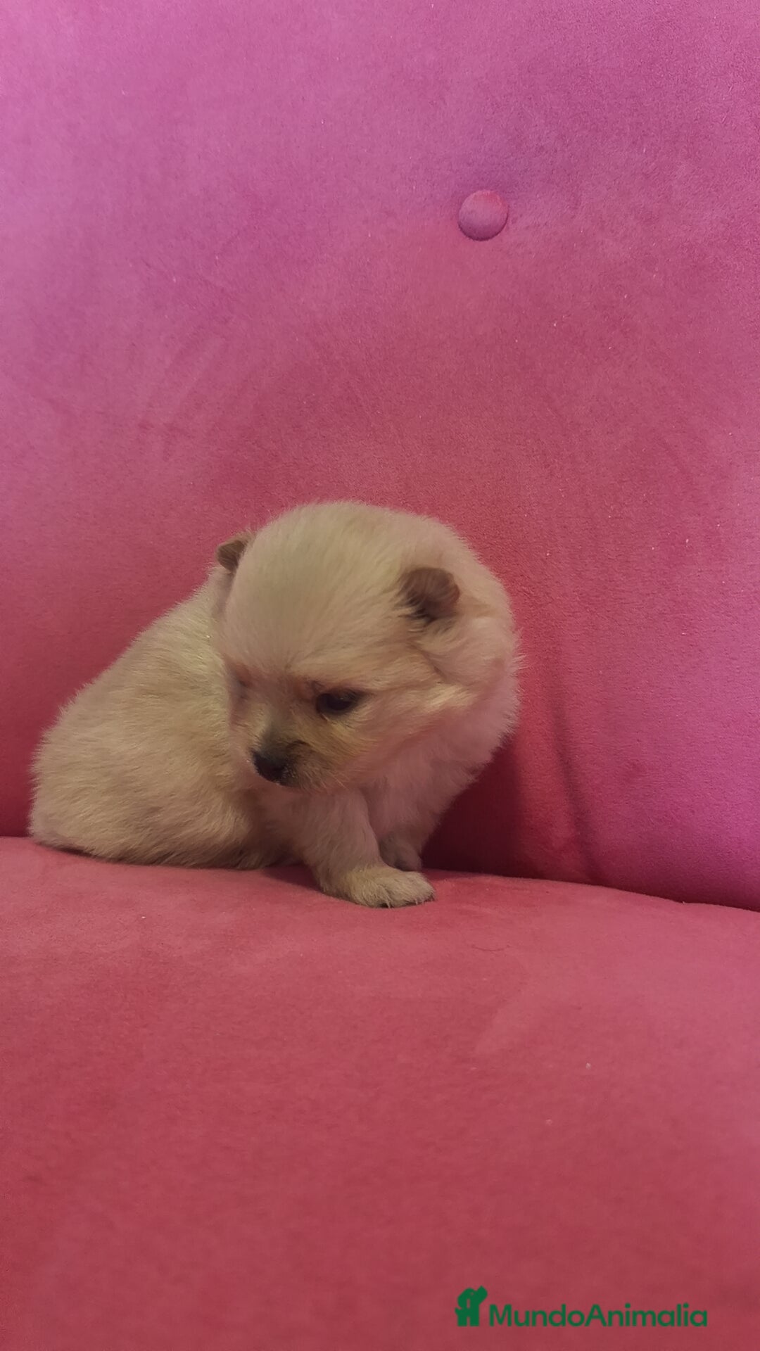 Pomerania perros en venta: Lulú Pomerania hembra y macho  - Anuncio 9