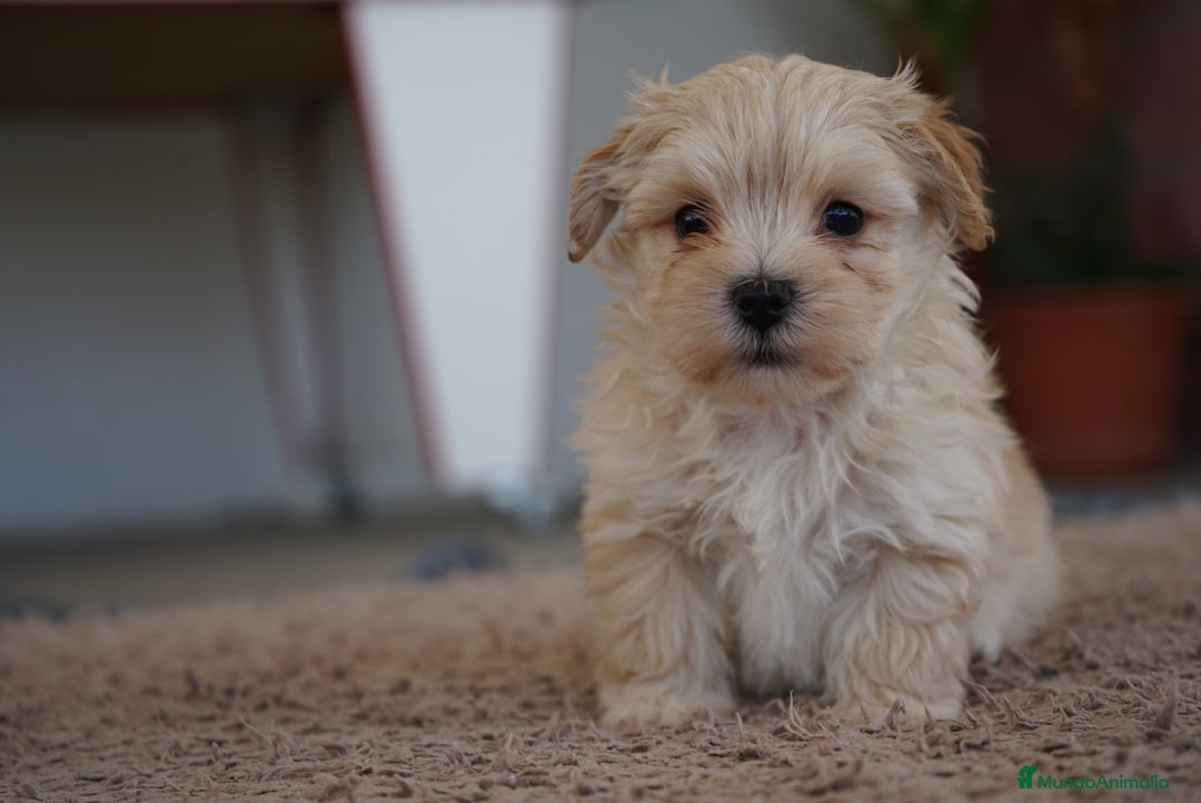 Maltipoo perros en venta: 🐾 Manolo y Jacinto – Hermanitos Maltipoo 🐾 - Imagen 4