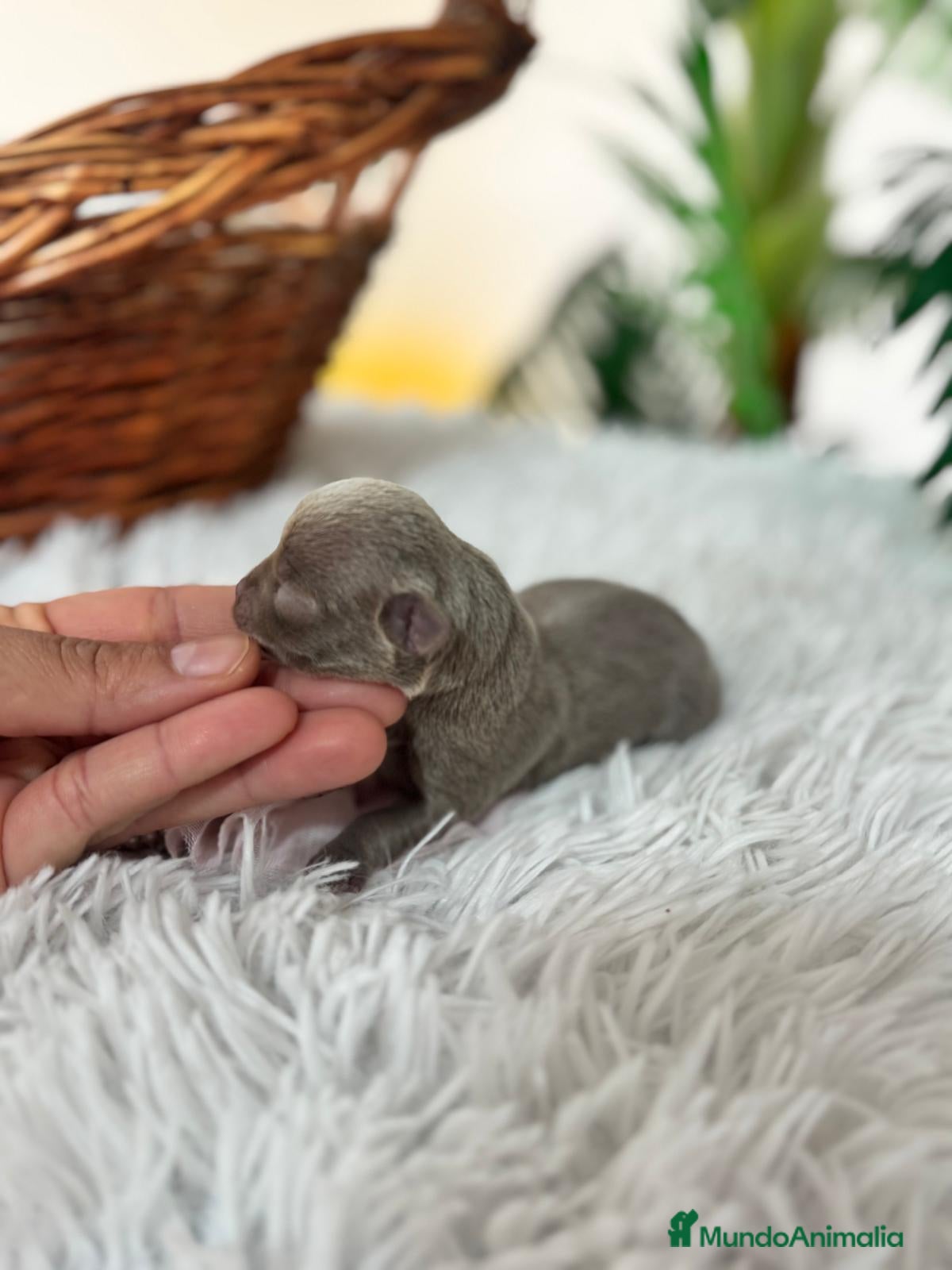 Chihuahua perros CHIHUAHA LILAC - Anuncio 2