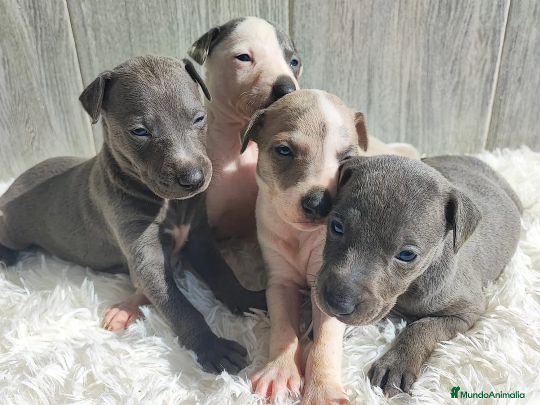 Whippet perros en venta: WHIPPET Machos - Anuncio 2