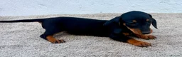 Teckel Miniatura perros en venta: Teckel kaninchen  - Anuncio 11