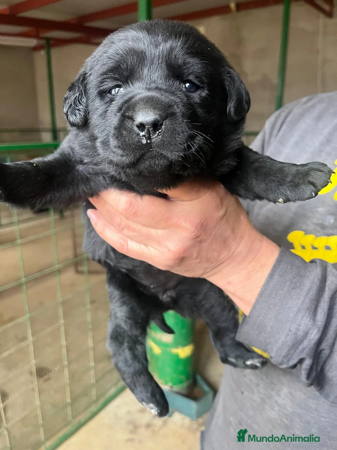 Labrador Retriever perros en venta: Labradores de Quercuscan  - Anuncio 1