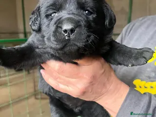 Labrador Retriever perros Labradores de Quercuscan - Anuncio 9