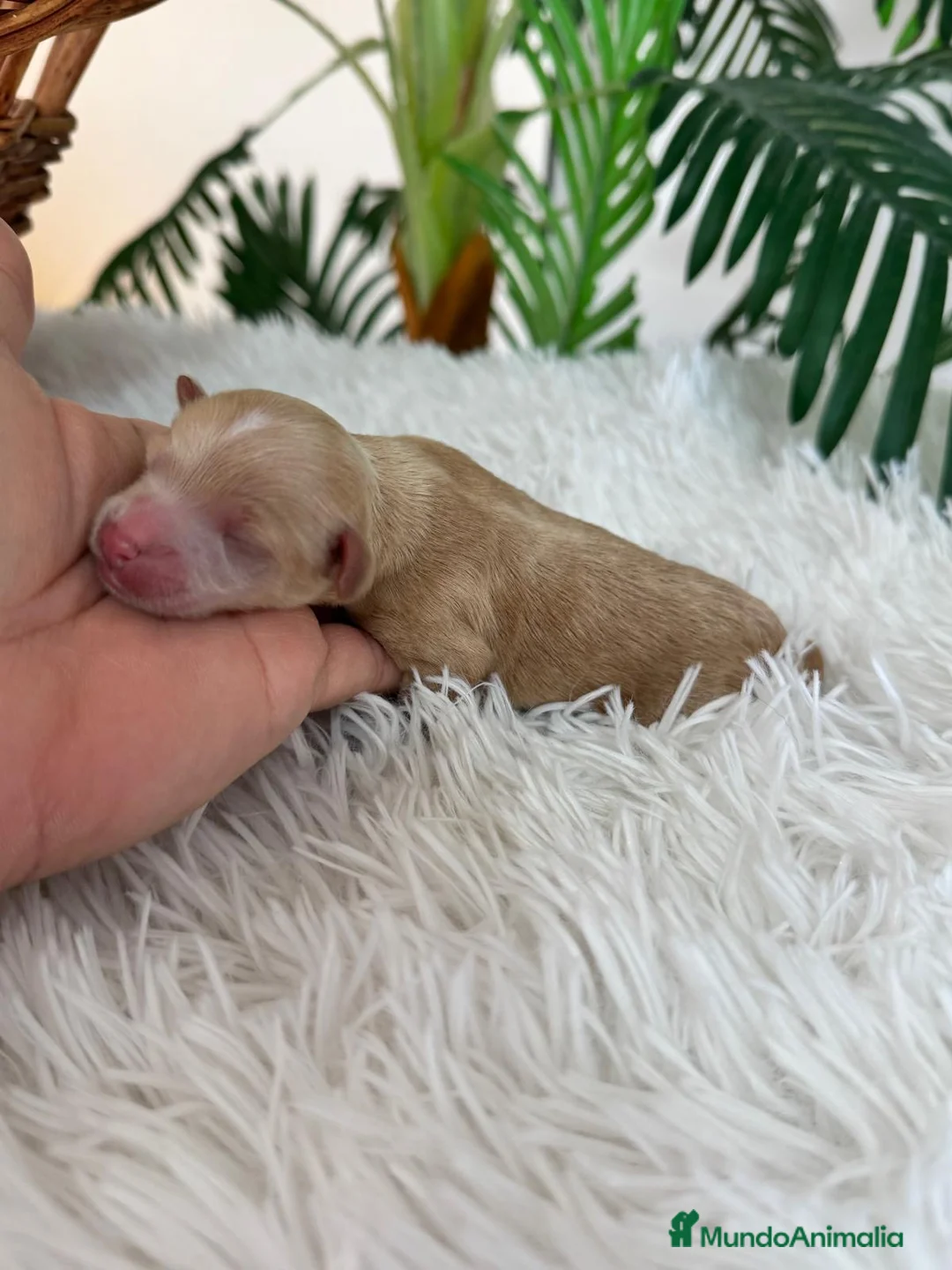 Maltipoo perros en venta: MALTIPOO MACHO - Anuncio 8