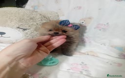 Pomerania perros en venta: ‼️POMERANIAS TAMAÑO TOY - Imagen 1