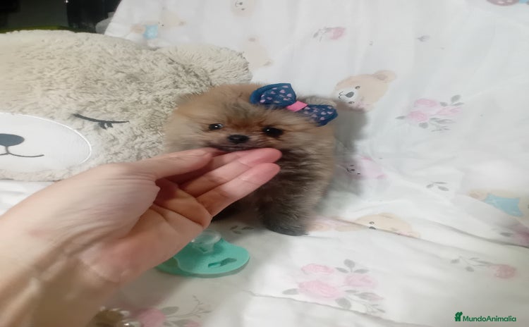 Pomerania perros - Anuncio 2