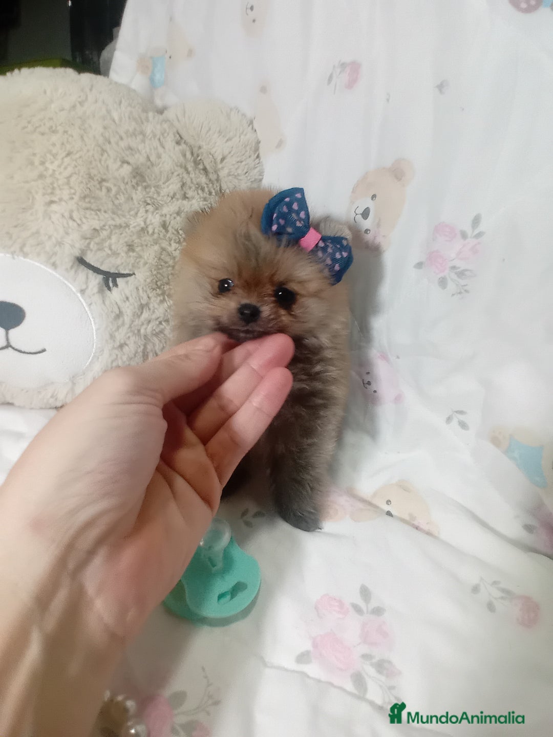 Pomerania perros en venta: ‼️POMERANIAS TAMAÑO TOY - Imagen 1