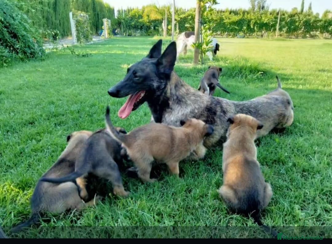 Pastor Belga Malinois perros en venta: Pastor belga  - Imagen 4