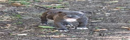 Staffordshire Bull Terrier perros en venta: Staffordshire bull terrier - Anuncio 7