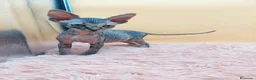 Sphynx gatos en venta: Preciosa Hembrita tabby  - Anuncio 2