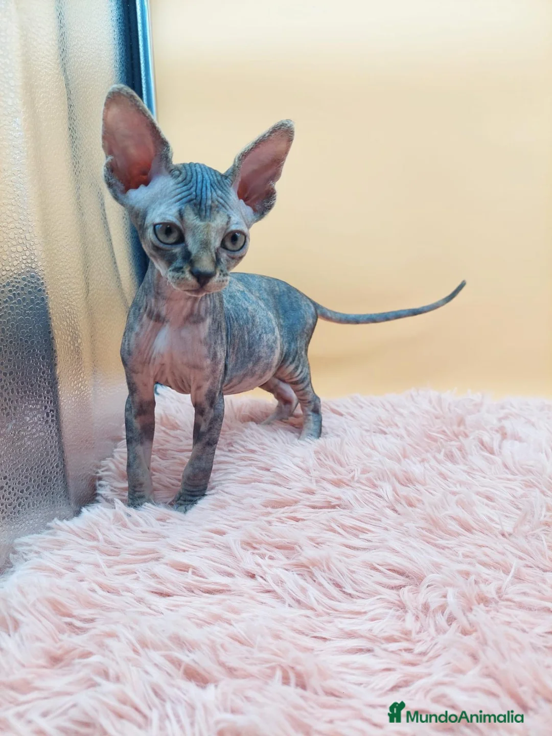 Sphynx gatos en venta: Preciosa Hembrita tabby  - Anuncio 2