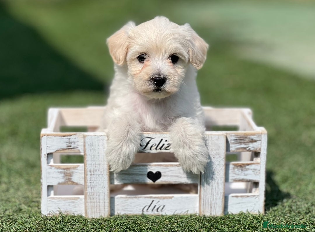Maltipoo perros en venta: PRECIOSA MALTIPOO  - Imagen 2
