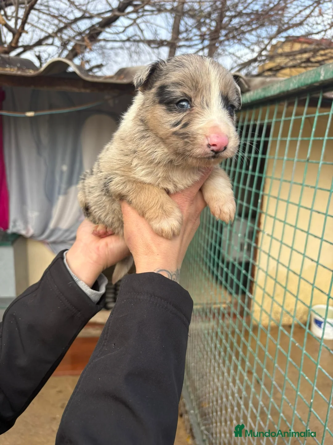 Border Collie perros en venta: Cachorro Macho Border Collie merle - Anuncio 8